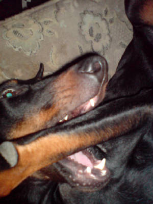 dsc01331.jpg